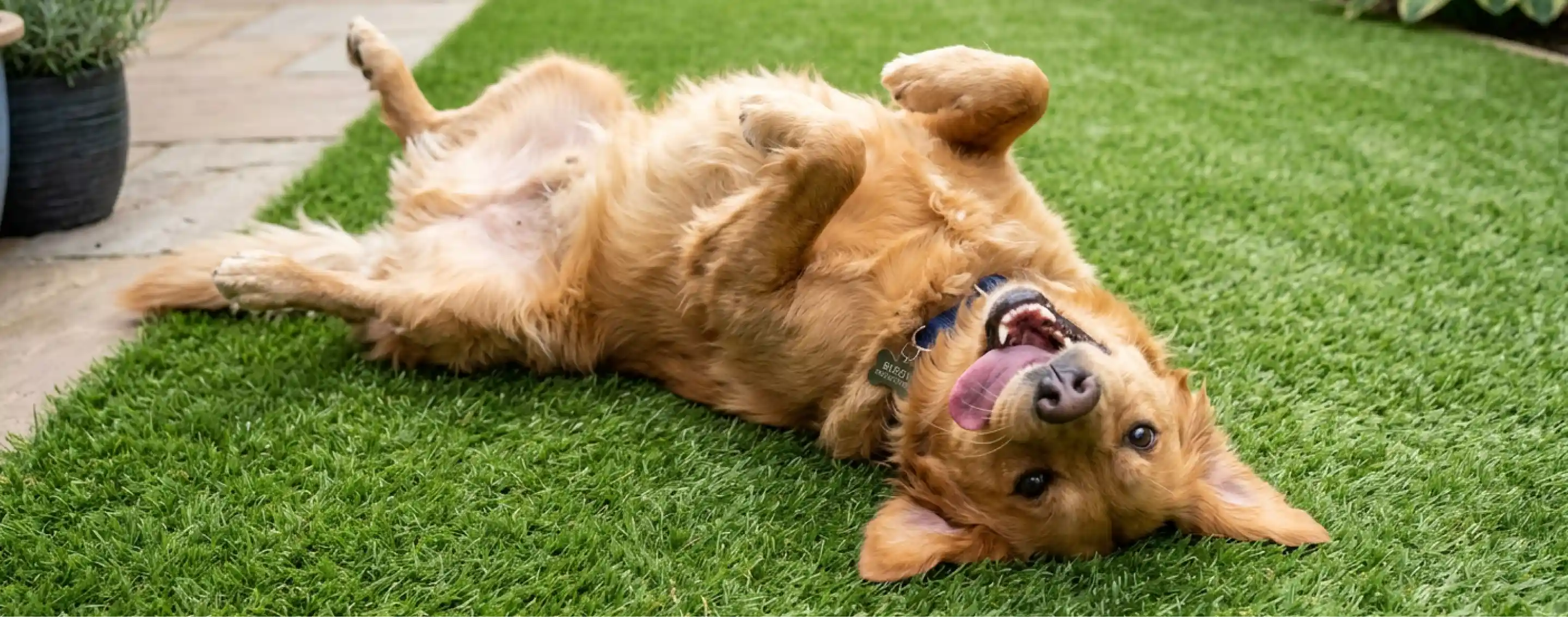 A dog lying on artificial grass